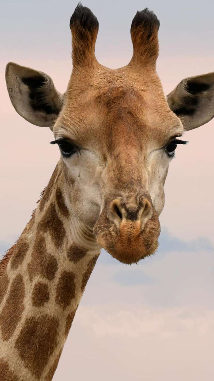 7 Interesting Facts About Giraffes You Didn’t Know